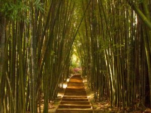 the-bamboo-walk